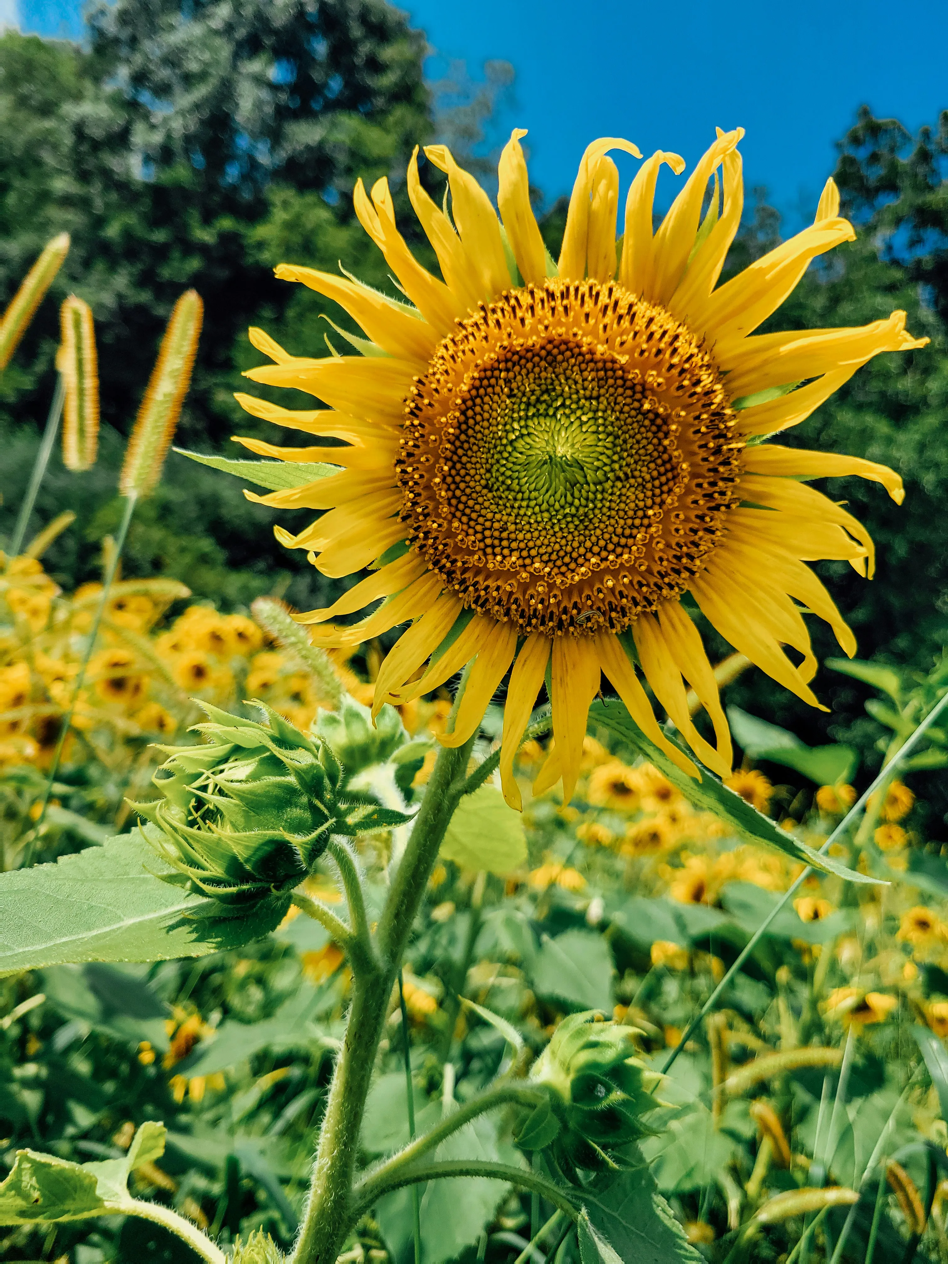 rosa king XLw2JGcOrUU unsplash